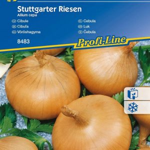 Cebula Stuttgarter Riesen Allium cepa