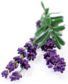 Click & Grow Lavender Lawenda 3kaps.