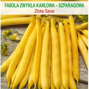 Fasola Szparagowa Karłowa Złota Saxa 35,00G