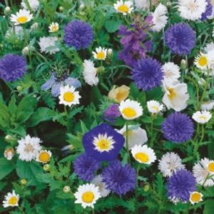 Kiepenkerl Kwiaty Biało-Niebieskie Mix Nasion Na Taśmie