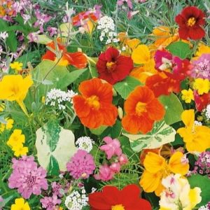 Kiepenkerl Kwiaty Pachnące – Jednoroczne Mix – 102318