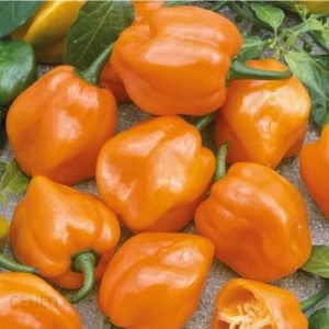 Kiepenkerl Papryka 'Habanero Orange’ Pomarańczowa