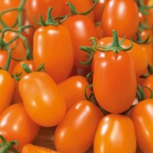 Kiepenkerl Pomidor 'Nugget’ F1 – Cherry – 102387