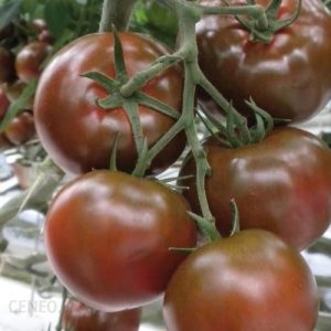 Kiepenkerl Pomidor Sałatkowy 'Sacher’ F1 – Ciemny – Kiepenkerl 102386