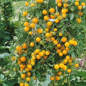 Kiepenkerl Pomidor 'Tumbling Tom Yellow’ – Cherry – Nasiona 102390