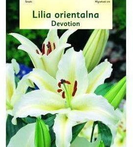 Lilia Orientalna Devotion 2Szt. Cebulki Kwiatów Vilmorin