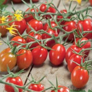 Pomidor Cherry Delicacy F1 Kiepenkerl
