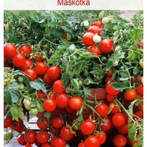 Pomidor Gruntowy Karłowy Maskotka Nasiona Tradycyjne 0.3G W. Legutko