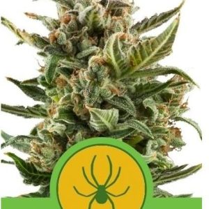 Royal Queen Seeds White Widow Automatic 1Szt