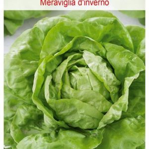 Sałata Głowiasta Masłowa Meraviglia D’Inverno Nasiona Tradycyjne 0.5G W. Legutko