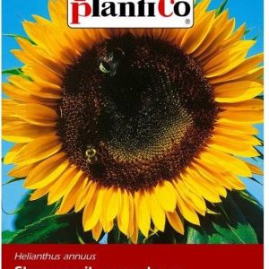 Słonecznik Ogrodowy 500G Plantico