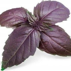 Veritable Wkład nasienny Lingot zioła nietypowe bazylia purpurowa