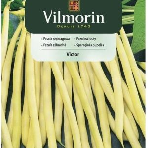 Vilmorin Fasola Szparagowa Żółta Victor 20G