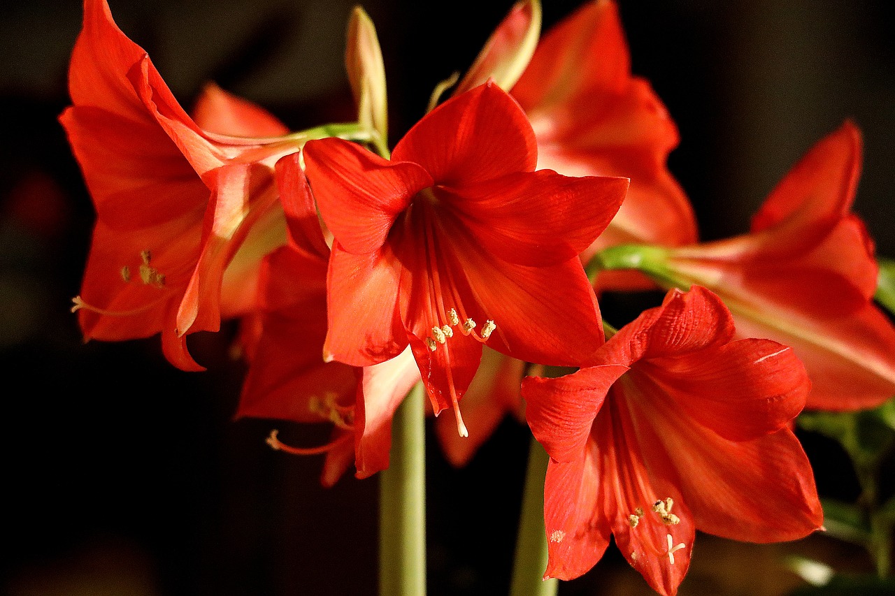 Read more about the article Amarylis: najpiękniejszy kwiat do Twojego ogrodu